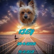 918d0-94596-kley.jpg