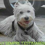 91a6a-5e271-willy_opt.jpg
