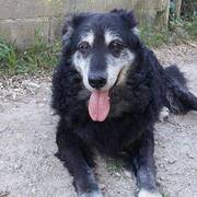 968cc-41fdd-blacky_opt.jpg