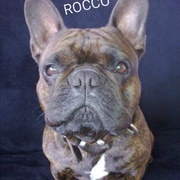99cc8-ROCCO-22-06-22.jpg