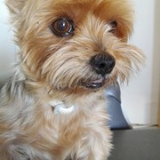 9aa95-e1515-tommy.jpg