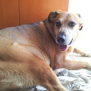9c2ab-3c645-rocky1_opt.jpg