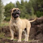 9de89-BULL.jpg