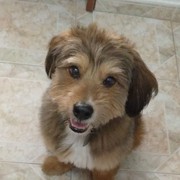 a322c-15b69-peke-28-10-2020.jpeg