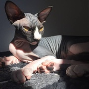 a32c3-5499e-cleo.jpg