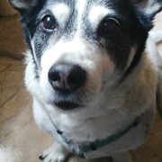 a72f9-f327c-rufy.jpg
