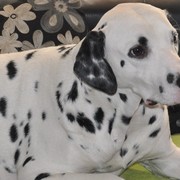 a7c36-CODY-13-04.jpg