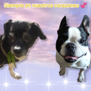 a8f1a-LLUNA-i-CURRO.png