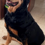 af6cd-661af-DOLLY.jpeg