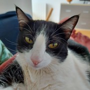 b3372-6cbf1-missy.jpg