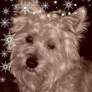 ba5b7-d8469-simba-1.jpg