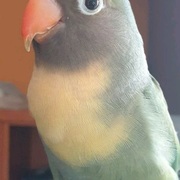 bd017-2f60f-gordita.jpg