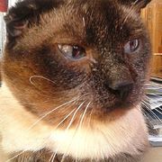 beef8-0b57f-milu.jpg