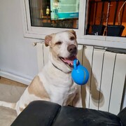 brownie-07-10-2026.jpg