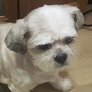 budy-16-05.png