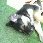 BULMA - bulma-3-23-09-2025.JPG