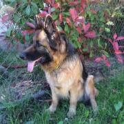 c1ed2-8c1be-lassie.jpg
