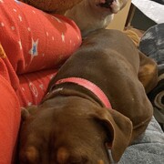 CANELA - canela-2-17-12-2025.jpg