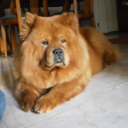 cccc8-603d9-gina1.jpg