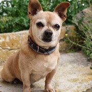 CHISPI - chispi2-11-11-24.jpg