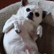 CHLOE - chloe3-25-06-24.JPG