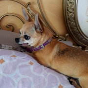 CHULA - chula-1-03-10-2026.png