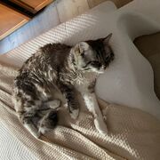 CUQUI - cuqui-1-26-03-2026.jpg