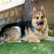 d59a1-139b8-thor_opt.jpg