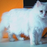 dcfe6-MAGGIE-31-03.jpg