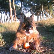 dfd75-58402-thor_opt.jpg