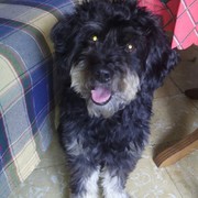 e59bb-bb245-toby3.jpg