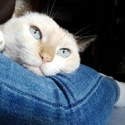 ec0c0-78000-lilo-1.jpg