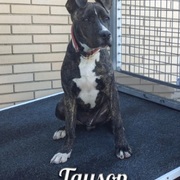 f3c11-3b397-tayson.jpg
