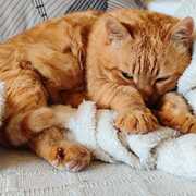 garfield-1-15-05-2026.jpg