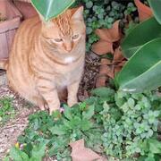 ginger-26-08-2026.jpg