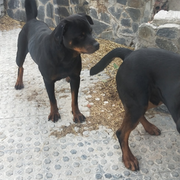 LAIKA - laika-2-17-11-2025.png