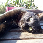 micio-21-08-2026.jpeg