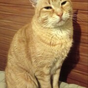 MISIFU - misifu-2-22-05-2026.jpg