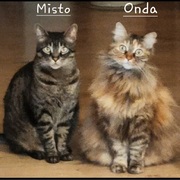 misto-30-05-2026.jpg