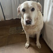nala-19-10-2026.jpeg