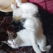 nico-06-05.jpg