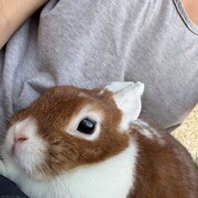 nugget--22-04-2026.jpg