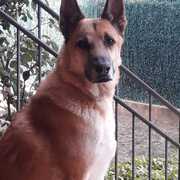 otto-18-08-25.jpeg
