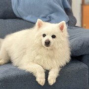 peke-25-08-2026.jpeg