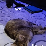pruna-03-06-2026.jpg