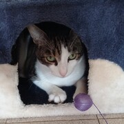 PUMA  - puma-3-29-01-2026.jpg