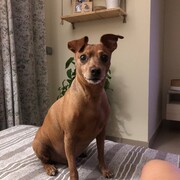 ringo-08-07.jpg
