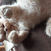simba-10-07.jpg
