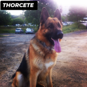 thor-1-08-10-2025.png