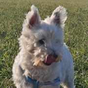 toby-1-20-10-2026.jpg